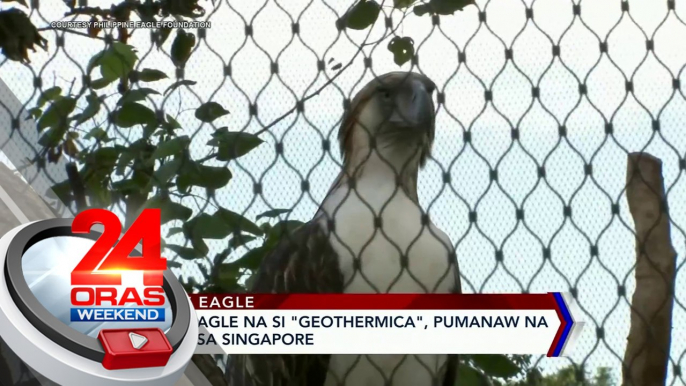 Philippine Eagle na si "Geothermica," pumanaw na habang nasa Singapore | 24 Oras Weekend