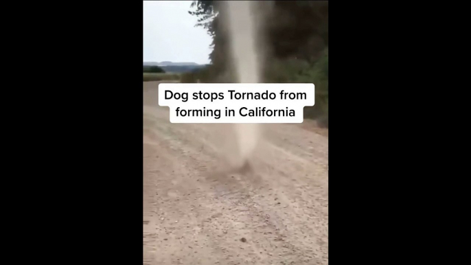 Incredible Dog Heroically Prevents Tornado Formation in California!