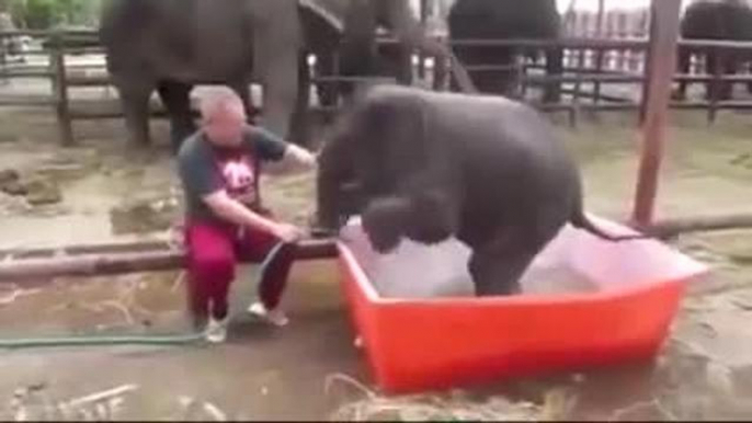L’elefantino che prova a fare il bagnetto è una star