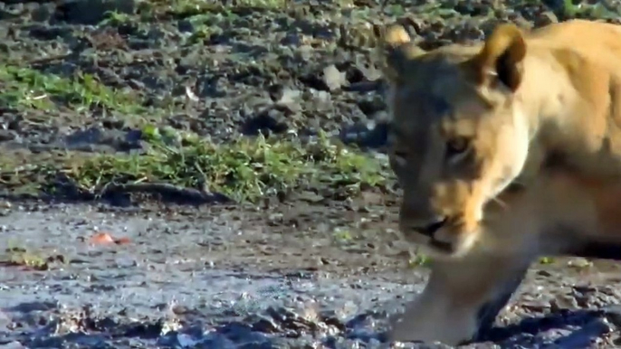 Battle Under The Mud! Lion Unfortunately Stuck In A Deep Mud Pit That Couldn't Get Out While Hunting