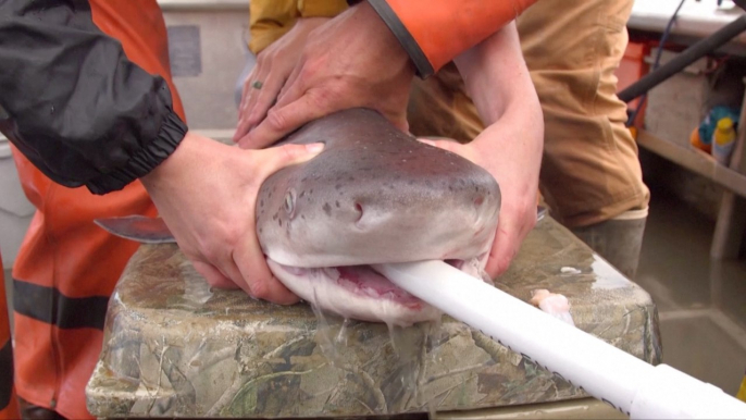 This Shark Lover is Fighting to Protect Sharks in the San Francisco Bay