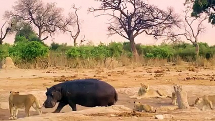These Birds Ruthlessly Eats Hippo's Flesh Alive