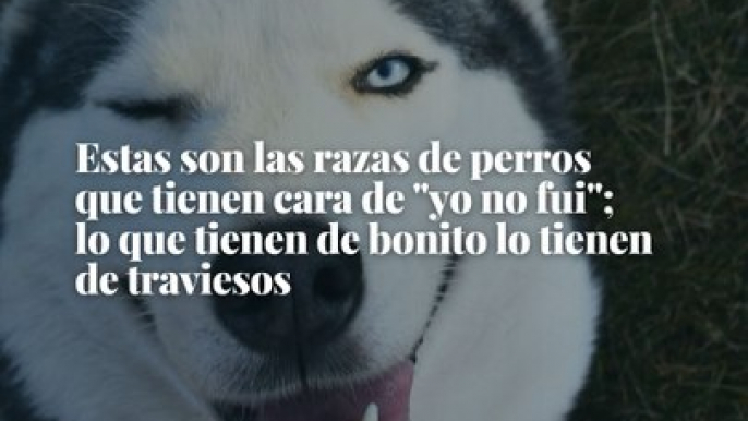 Estas son las razas de perros que tienen cara de "yo no fui"; lo que tienen de bonito lo tienen de traviesos