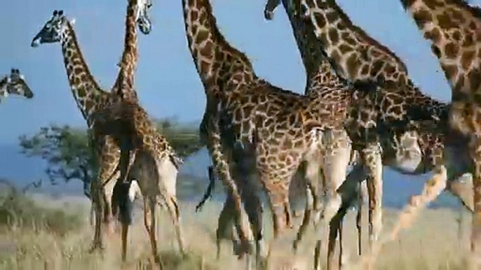 Mothering Instincts! Mother Giraffe Defeats And Destroy Lion, Hyenas To Save Her Calf