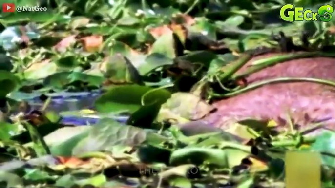 30 Terrifying Moments Crocodile Suddenly Rushed To Bite The Wild Dog's Head Off In Its Surprise