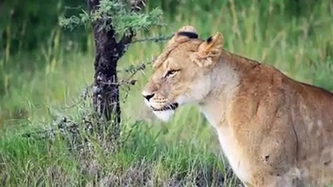 Hyena Steals The Lion Cub While Its Mother Was Not There