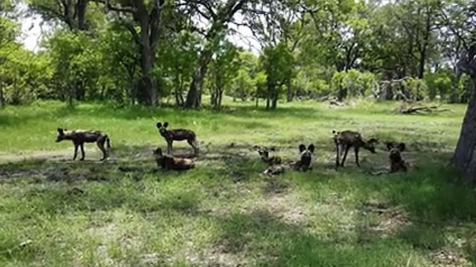 Mother Buffalo Tries to Save her Calf From Wild Dogs