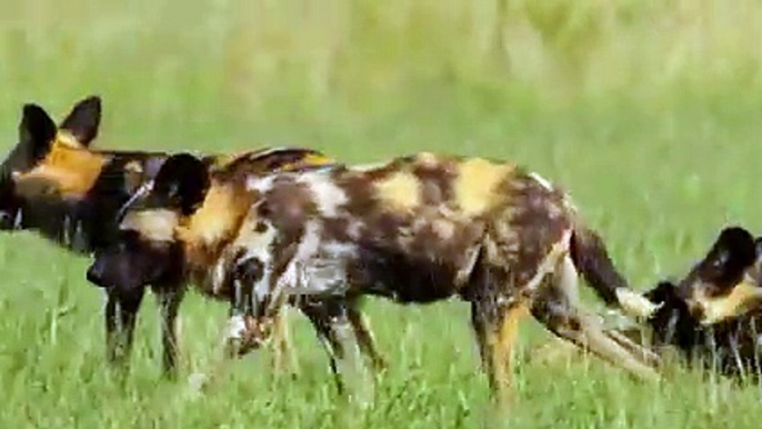 The Hippo Tried to Save the Antelope From Wild Dogs but Instead Gave them Free Prey