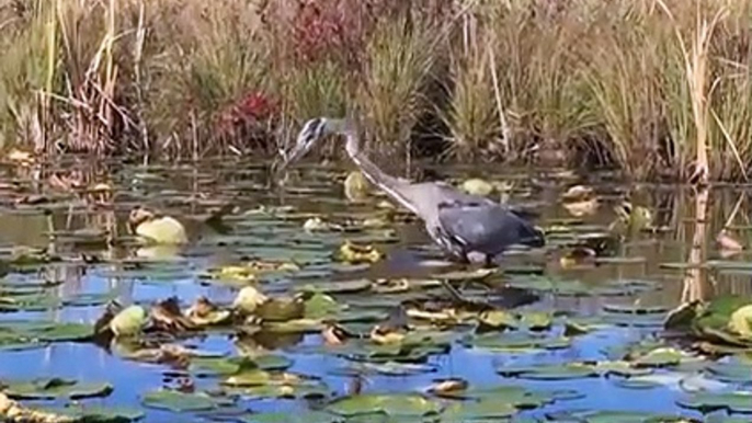 Heron Swallow A Snake Alive