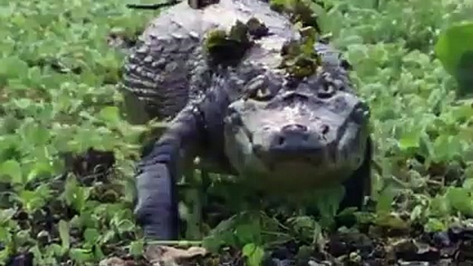 Can a Crocodile Defeat a Pitbull  No !!!