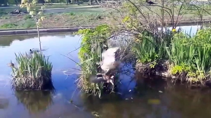 Eternal Enemies! This Cobra Spits Out Venom To Defeat Hungry Eagle At The Last Minute By Surprise