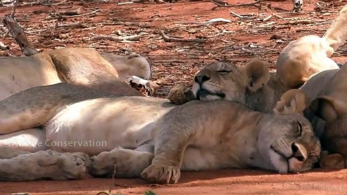 Frightful Hunt! Humiliating Lioness Becomes The Loser When Facing Mighty Warthogs
