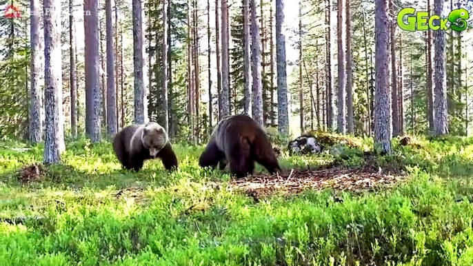 Mother Bear Risks Her Life To Protect Cubs From Hungry Lions, Will Cubs Survive   Animal Fight