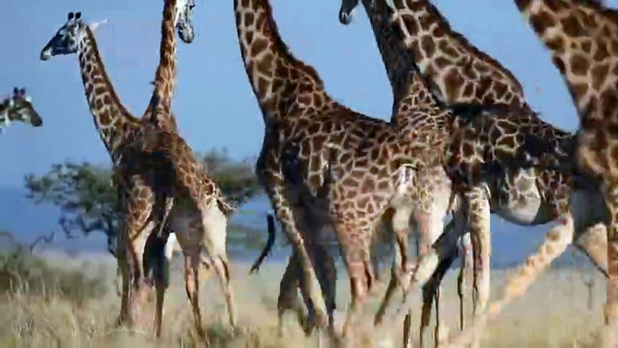 Mothering Instincts! Mother Giraffe Defeats And Destroy Lion, Hyenas To Save Her Calf