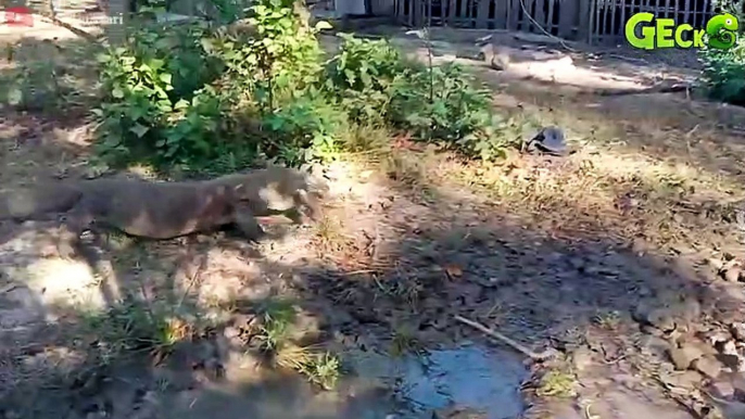 Nightmare Of Lion Cubs! Hyenas Attack Newborn Lion Cubs In Their Territory   Hyenas vs Lion