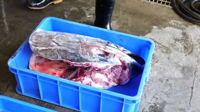 Cara Memotong Ikan Tuna Besar