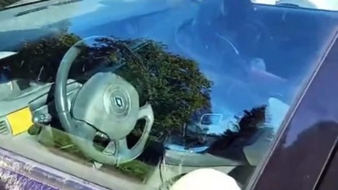 Zoo Bear Opens Car Door