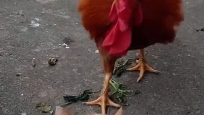 Cat And Hen Fight | Animals Funny Moments | Beautiful Pets | Cat And Hen Funny Moments | Cute Pets #animal #cats #satisfyingvideos