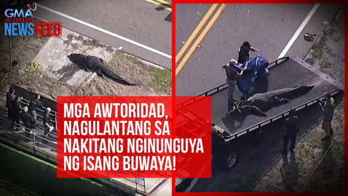 Mga awtoridad, nagulantang sa nakitang nginunguya ng isang buwaya! | GMA Integrated Newsfeed