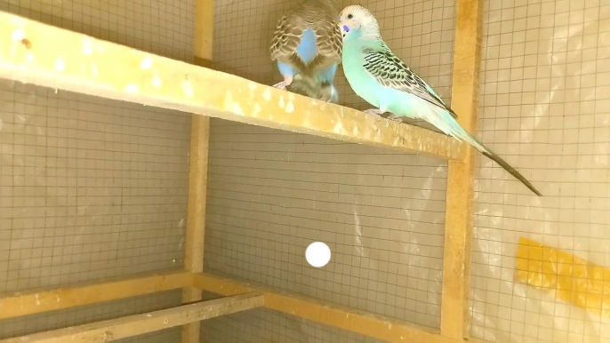 Beautiful Australian Budgies birds with beauty singing Sounds #004 #birds #parrot #pets #viral