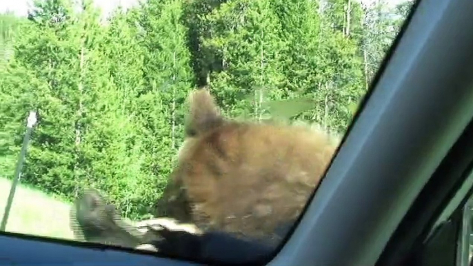 Yellowstone Grizzly Bear - "Attacks" Car