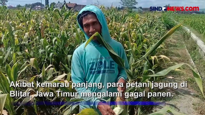 Kemarau Panjang di Jawa Timur, Hasil Panen Jagung Turun 70 Persen