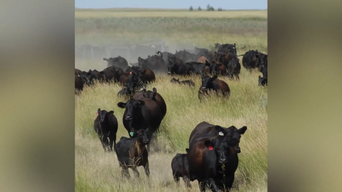 Revitalizing cattle farming: Ever-evolving sustainable food production systems