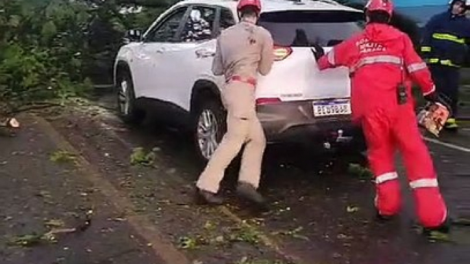 Árvore caiu em cima de carro durante temporal em Apucarana