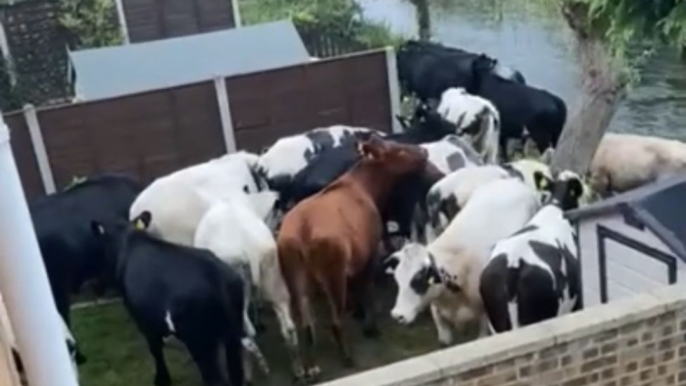 Cows in Biggleswade trample fences and trot into back gardens