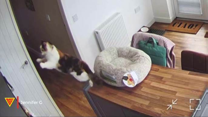 Epic Cat Jump Fail Caught on Ring Camera | Doorbell Camera Video