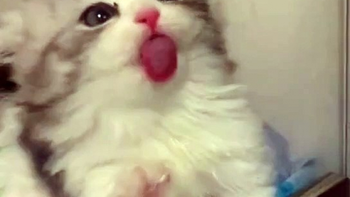 Cat Funny Moments | Animals Funny Moments | Beautiful Pets | Cute Pets | Animals Satisfying Videos #animal #cats #satisfyingvideos #catshorts