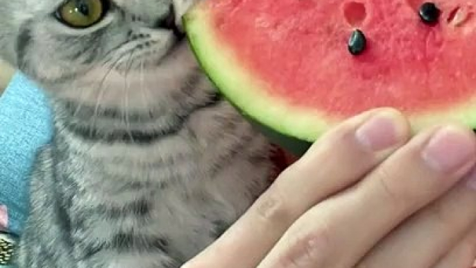 Cat Want To Eat Watermelon | Cat  Eating Moments | Cat Funny Moments | Cute Pets | Cute Animals #cats #catshorts #fun