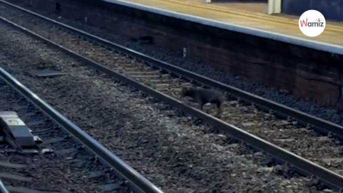 Vede un'ombra sui binari: quando il treno si ferma, agisce subito (Video)