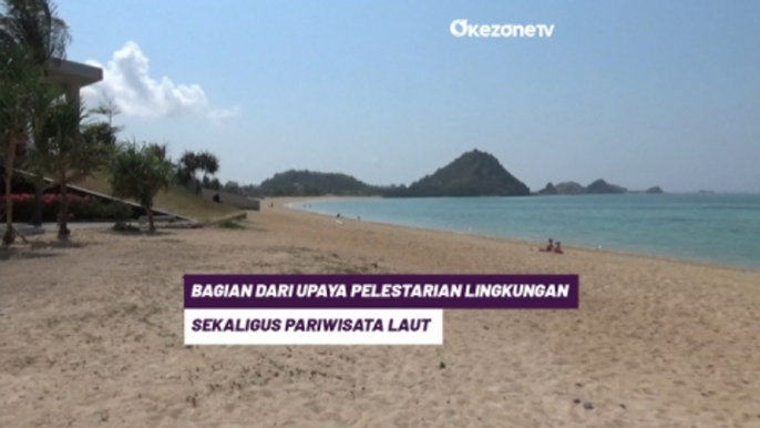 Sebelum Mengaspal di Sirkuit Mandalika, Pembalap MotoGP Ikuti Kegiatan Tanam Terumbu Karang dan Bersih - bersih Pantai