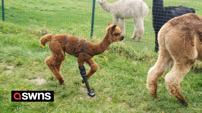 Alpaca foal with amputated leg gets prosthetic limb
