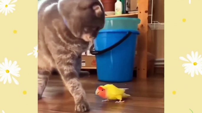 Cats and Birds Funny Moments  - Cat meme - Funny Cats - Funny Pets