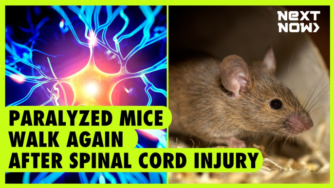 Paralyzed mice walk again after spinal cord injury | NEXT NOW