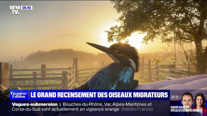 Oiseaux migrateurs: comment sont-ils recensés?