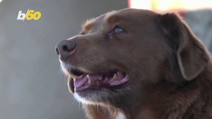 World’s Oldest Dog Passes Away at 31-Years-Old