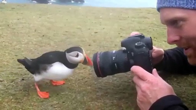 Un oiseau curieux vient toucher l'appareil photo du photographe ! Macareux - Puffin