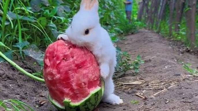 Rabbit Eating Watermelon | Rabbit Eating Moments | Animals Eating Food | Animals Satisfying Videos #animal #satisfyingvideos #rabbit #fun #love #cute #beautiful