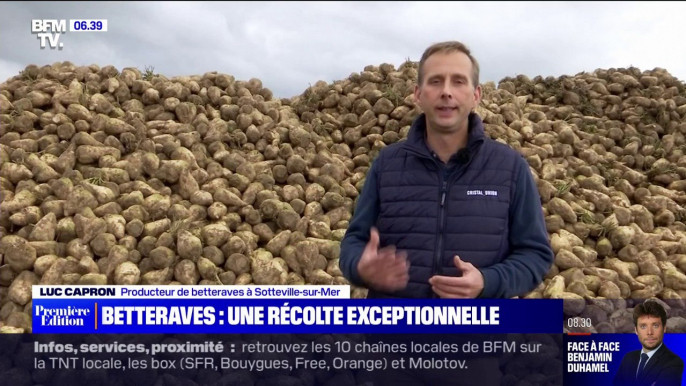 Après un mois de récolte exceptionnelle, les producteurs de betteraves ont le sourire en Normandie