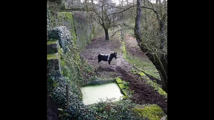 Quelques anes, poneys et chevaux