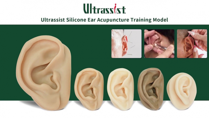 Start Ear Acupuncture Training with Ultrassist Silicone Ear Model