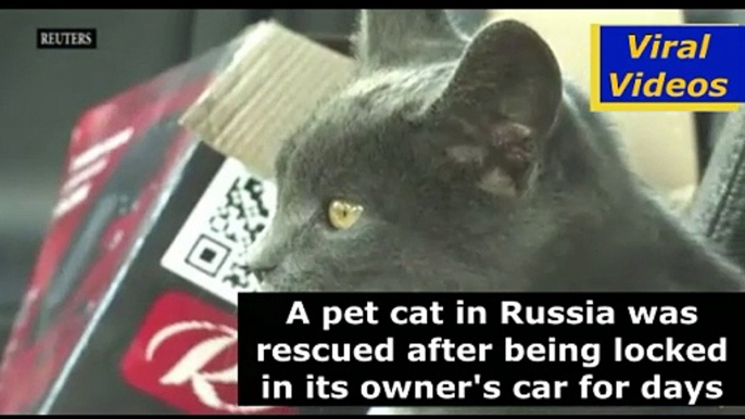 Russia Oddly Cat Rescue Reuters | Reuters reports | Viral Videos