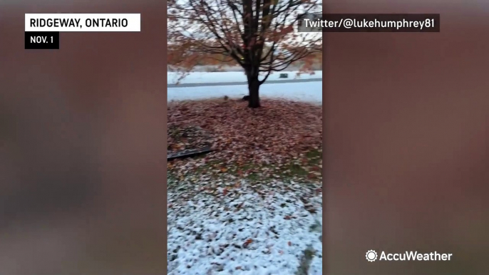 Dogs across the US and Canada enjoy the first snow of the season