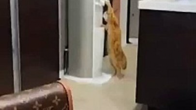 #funnycats #funnycatvideos #funny #cats #funnyanimals #funnypets #funnyvideo #funnydogs #funnydog #funnydogvideos #funnycat #funnyvideos (4)