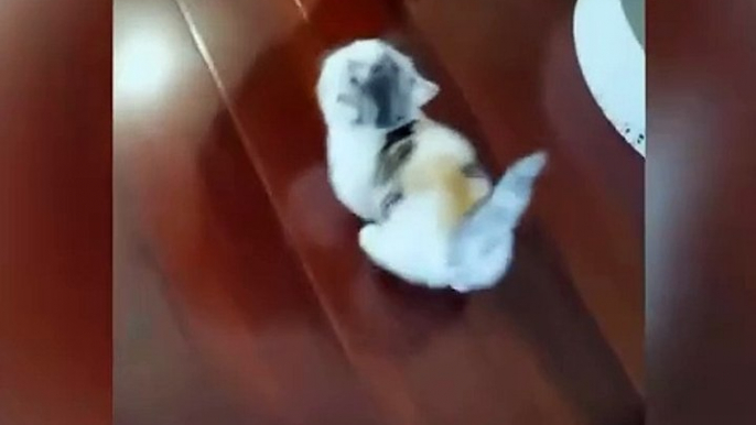#funnycats #funnycatvideos #funny #cats #funnyanimals #funnypets #funnyvideo #funnydogs #funnydog #funnydogvideos #funnycat #funnyvideos (8)