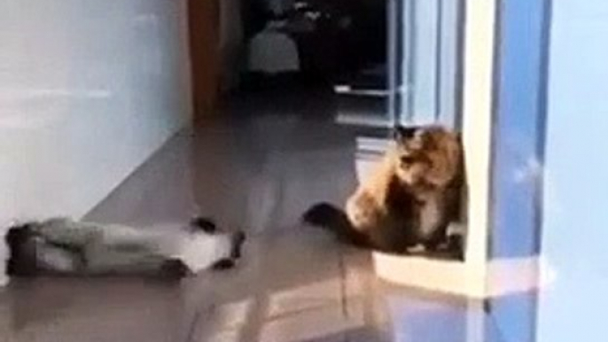 #funnycats #funnycatvideos #funny #cats #funnyanimals #funnypets #funnyvideo #funnydogs #funnydog #funnydogvideos #funnycat #funnyvideos (3)