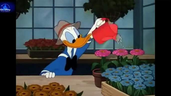 [HD] DONALD DUCK Cartoons ❀ Classic Cartoon Movies Compilation For Kids  Donald Duck Cartoons